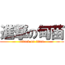 進撃の甸苗 (attack on titan)