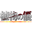 植物の優 (big fruit)