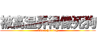 被高温弄得像死狗 (like a hot dog)