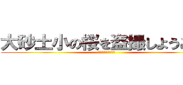 大砂土小の桜を盗撮しようとして (未だ体は起きません)