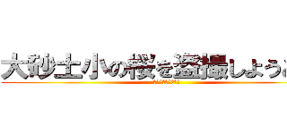 大砂土小の桜を盗撮しようとして (未だ体は起きません)