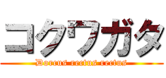 コクワガタ (Dorcus rectus rectus)