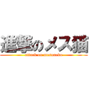 進撃のメス猫 (attack on mesuneko)