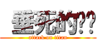  垂死的貓貓 (attack on titan)