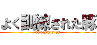 よく訓練された豚 (domestic pigs)