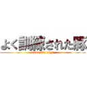 よく訓練された豚 (domestic pigs)