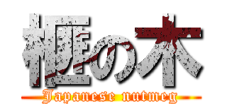 榧の木 (Japanese nutmeg)