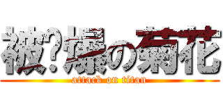 被捅爆の菊花 (attack on titan)