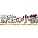 野生の小橘 (wild small orange)