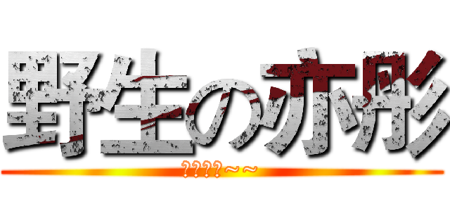 野生の亦彤 (拉拉拉拉~~)