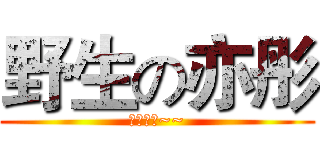 野生の亦彤 (拉拉拉拉~~)