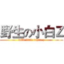 野生の小白Ｚ (wild little white z)