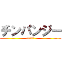 チンパンジー (aniki♂)