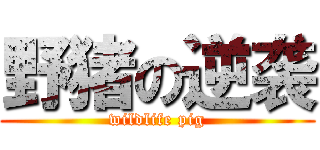 野猪の逆袭 (wildlife pig)