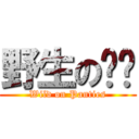 野生の內褲 (Wild on Panties)