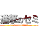 進撃のセミ (uruseeeeeee!!!!!!!)