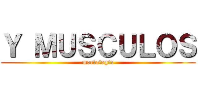 Ｙ ＭＵＳＣＵＬＯＳ (morfologia)