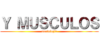 Ｙ ＭＵＳＣＵＬＯＳ (morfologia)