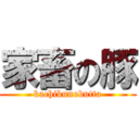 家畜の豚 (kachikunobutta)