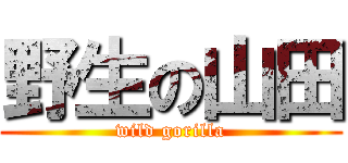 野生の山田 (wild gorilla)