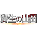 野生の山田 (wild gorilla)