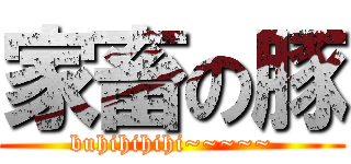 家畜の豚 (buhihihihi~~~~~)