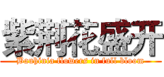 紫荆花盛开 (Bauhinia flowers in full bloom)