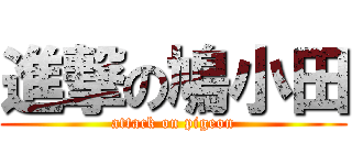 進撃の鳩小田 (attack on pigeon)
