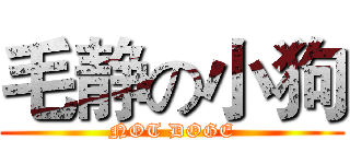 毛静の小狗 (NOT DOGE)