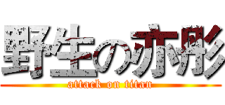 野生の亦彤 (attack on titan)