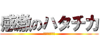 感激のハタチカ (涙の味は梨の味)