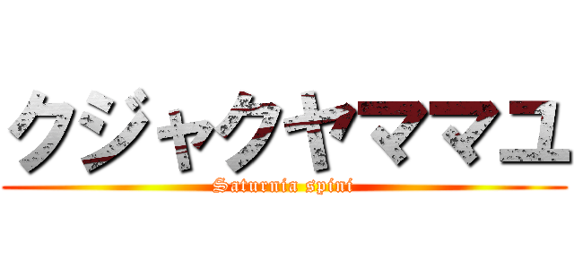 クジャクヤママユ (Saturnia spini)