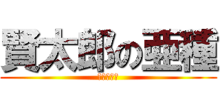 賢太郎の亜種 (けんちゃん)