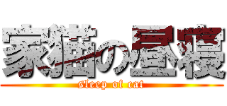 家猫の昼寝 (sleep of cat)