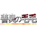 善良の毛毛 (kind momo:))