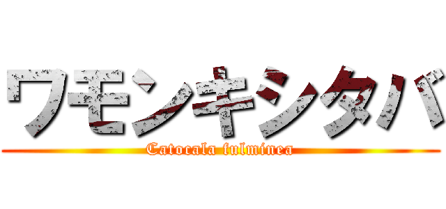 ワモンキシタバ (Catocala fulminea)