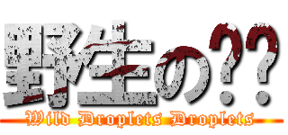 野生の沬沬 (Wild Droplets Droplets)