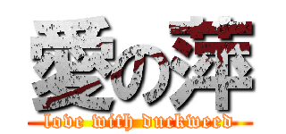 愛の萍 (love with duckweed)