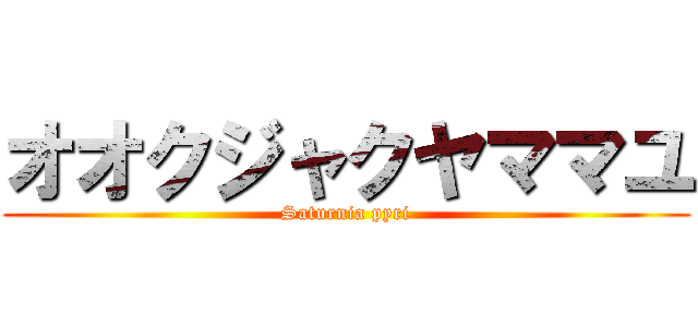 オオクジャクヤママユ (Saturnia pyri)