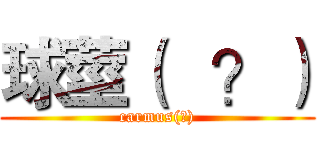 球莖（   ？） (carmus(?))