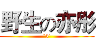 野生の亦彤 (˙3˙)