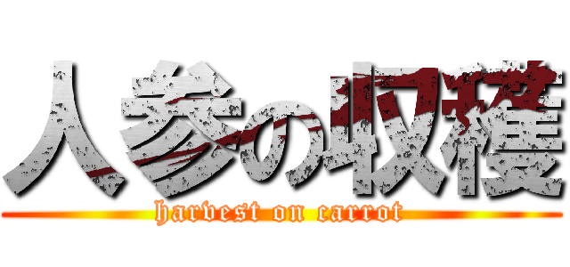 人参の収穫 (harvest on carrot)