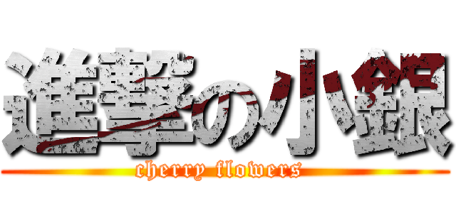 進撃の小銀 (cherry flowers )