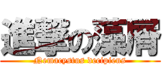 進撃の藻屑 (Nemacystus decipiens)