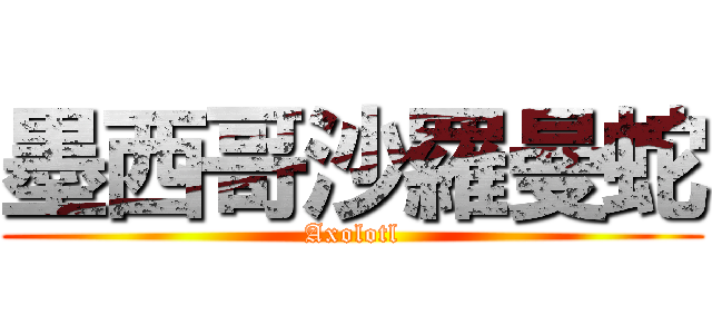 墨西哥沙羅曼蛇 (Axolotl)