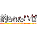 釣られたハゼ (fishing HAZE)