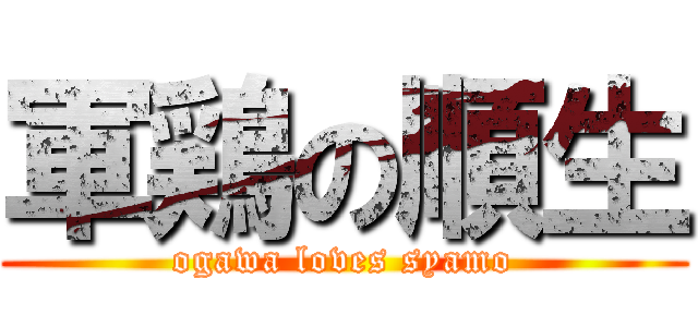 軍鶏の順生 (ogawa loves syamo)