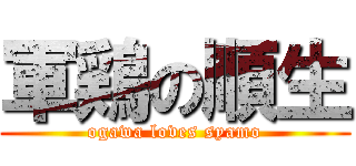 軍鶏の順生 (ogawa loves syamo)