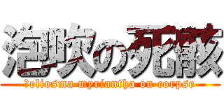 泡吹の死骸 (ｍeliosma myriantha on corpse)