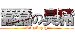 蠢蠢の臭豬 (Stupid pug)